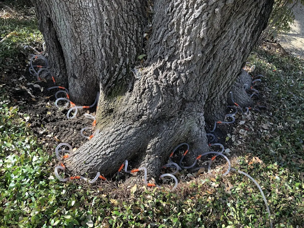 Detailed Shrub and Hedge Trimming job site in Bois D Arc