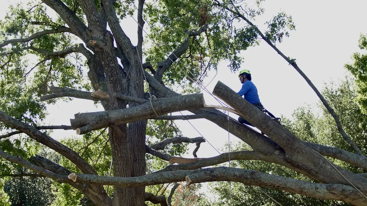 Professional Crown Thinning performed by certified arborists in Bois D Arc