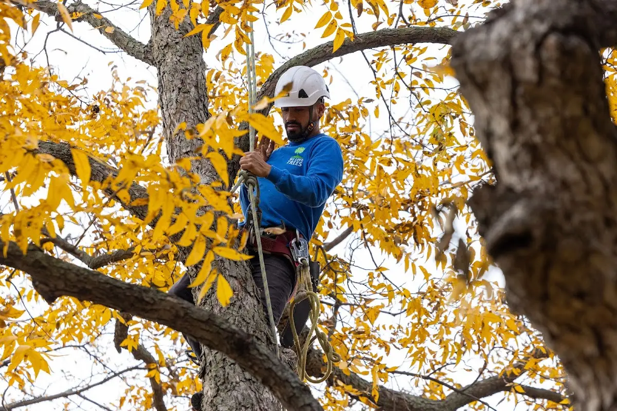 Skilled Tree Planing crew working in Bois D Arc