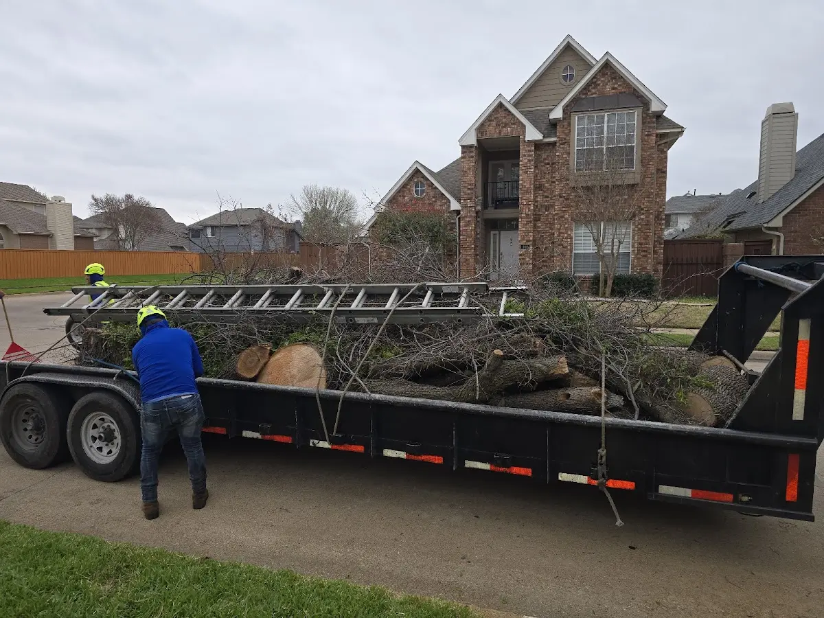 Expert Tree Removal with proper safety equipment in Bois D Arc